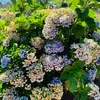 ramu_084