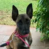 dior_malinois_
