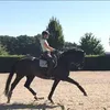 plueschpferd
