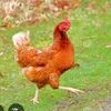 lepouletdufermier