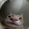 usernametascapte