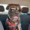 apitbullmom