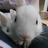 bunnig0r1