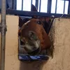 horse_sony