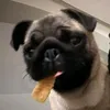 vdmbkl