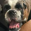 manfredtheboxerboy
