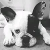 arnoldthefrenchie01