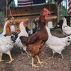 childresschickenfarm