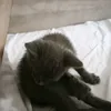 hecticfr