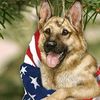 terrydog61