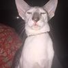 meowphttphtt