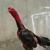 an_quangngai