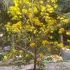 lephuong0989