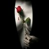 rosevanhelsing