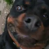skibbber