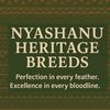 nyashanu1204