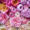 une.vie.de.fleurs
