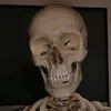nicoselache