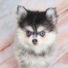 Portland Pomskies