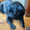 luvmypug34