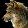 mr_wolf.x