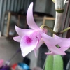 honghaorchid17