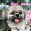 bellisimabellatheshih