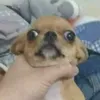 ruisuiboy