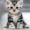 rumahkucing21