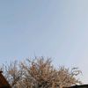 _lublu_kartoshechku