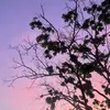 _jera_m