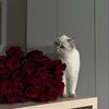 cuddlies_905
