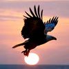 haris_paelory