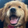 goofygolden10