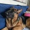 yatzee87