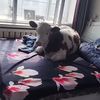 pinkcow__