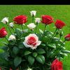 user56050824