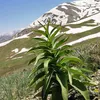 kamaran1_1