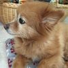 smilesimba