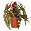 stippenbegonia