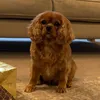 rosethecavi