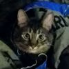 gennycat13