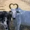 iamhp8