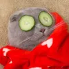 egg_ambassador77