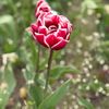 zilwa_girl
