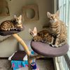 furendlycats
