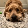 brodie_thegolden