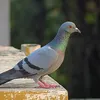 jedrus232