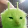 123cat_alien