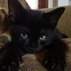 cods_cat_bizz28
